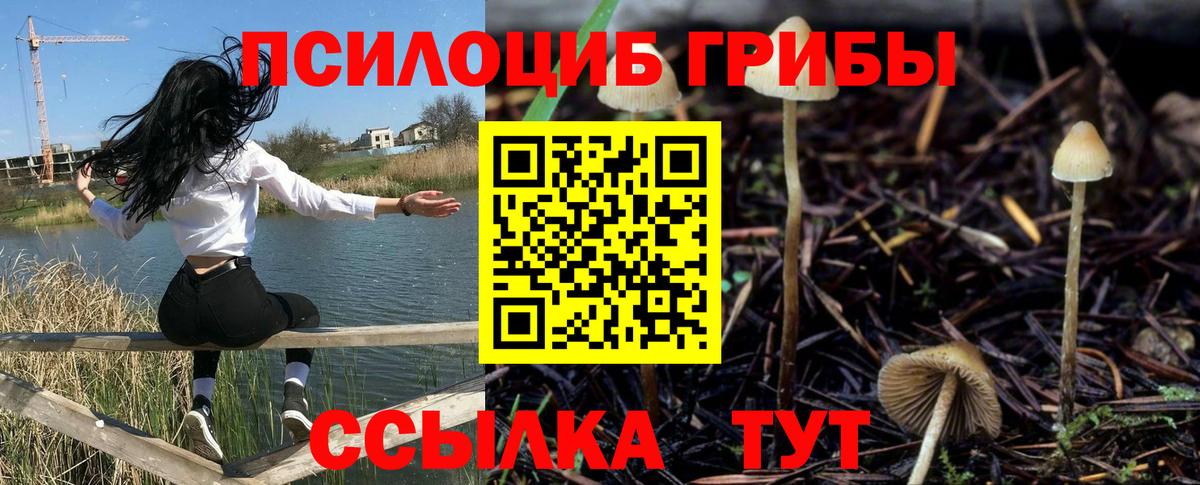 Владикавказ  Псилоцибиновые грибы Cubensis  Вход с VPN 